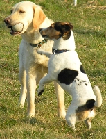 Labrador mit Tennisball