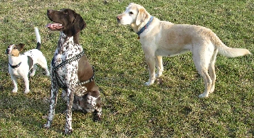 Deutsch Kurzhaar Armani und ein Labrador in Achtung