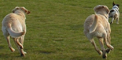 Syncronlauf zweier Hunde