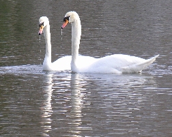 Schwanenhochzeit auf dem Maschinenteich im Schlo&szlig;park Sanssouci
