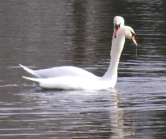 Schwanenhochzeit auf dem Maschinenteich im Schlo&szlig;park Sanssouci