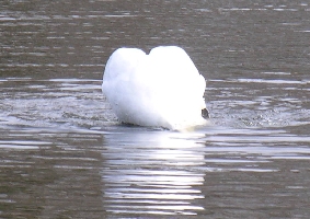 Schwanenhochzeit auf dem Maschinenteich im Schlo&szlig;park Sanssouci