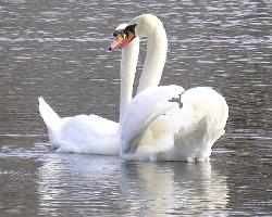 Schwanenhochzeit auf dem Maschinenteich im Schlo&szlig;park Sanssouci