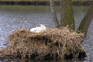 Br&uuml;tender Schwan auf dem Maschinenteich im Schlo&szlig;park Sanssouci