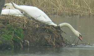 gleich f&auml;llt der Schwan vom Nest ins Wasser