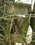 Nistkasten-Ruine auf dem Kieskutenberg