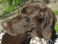 Armani, ein Jagdhund