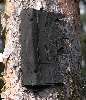 060501-072  Eine Gummid&auml;mpfung am Kiefernstamm f&uuml;r einen Nistkasten