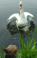 Anton und der Schwan - Zischen und bellen