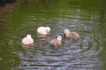 4 Schwanenkinder auf dem Maschinenteich im Schlo&szlig;park Sanssouci