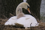 gem&uuml;tlich ist es auf Mamas R&uuml;cken