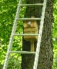 Leiter am Baum mit einem Nistkasten, in dem Trauerschn&auml;pper br&uuml;ten