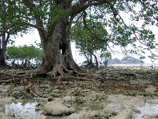 Uralte Mangrove in Malaysia bei Ebbe