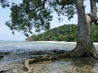 Alte Mangrove im S&uuml;dchinesischen Meer