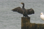 Kormoran