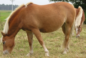 Hafflinger