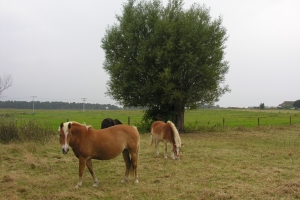 Pferde mit Weide im Hintergrund