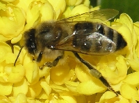 Biene