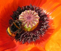 Hummel im Mohn