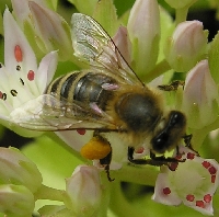 Biene