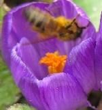 im Krokus