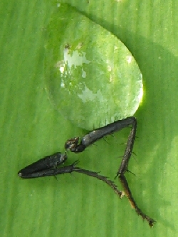 Fliegenbein - Wssertropfen auf Ginkgo