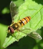 Schwebfliege