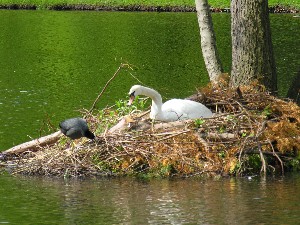 Schwan und Ralle am Nest