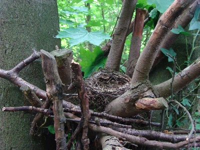 Amselnest in einer alten Baumwurzel