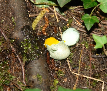 Durch Vandalismus zerst&ouml;rtes Gelege einer Amsel