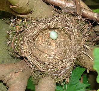 Amselnest mit einem gerade gelegten Ei