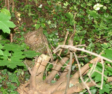Durch Vandalismus zerst&ouml;rtes Amselnest