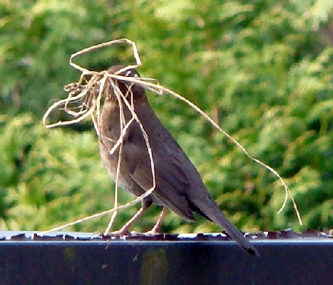 ausgeflogenes Amselnest im Hamburger Steenmoor