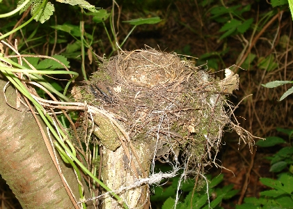 ausgeflogenes Amselnest im Hamburger Steenmoor