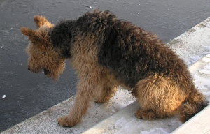Anton der Airdale