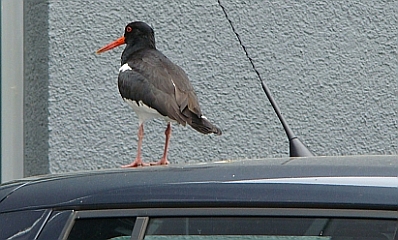 Austernfischer  Autodach