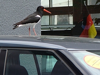 Austernfischer auf einem Autodach