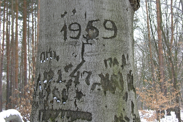 Schitzerei an einer buche in Potsdam 2004