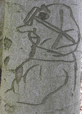 Schitzerei an einer Buche in Potsdam