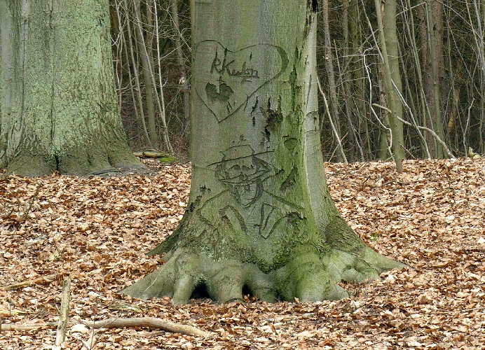 Schitzerei an einer buche in Potsdam 2004