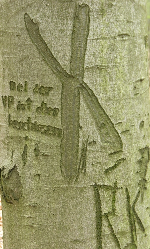 Schitzerei an einer buche in Potsdam 2004
