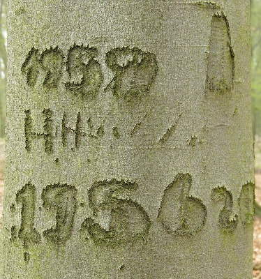 Schitzerei an einer buche in Potsdam 2004