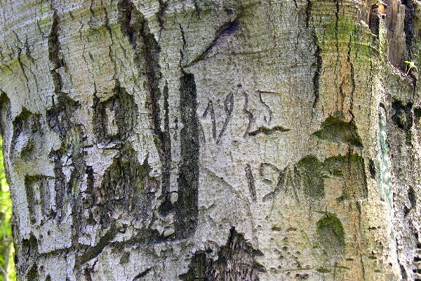Schitzerei an einer Buche in Potsdam