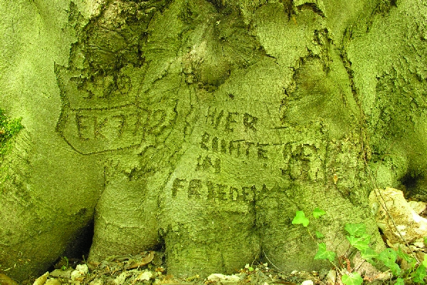 Schitzerei an einer buche in Potsdam 2004