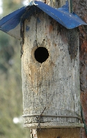Blaumann, hier br&uuml;teten 2005 Trauerschn&auml;pper