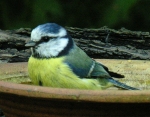Blaumeise in der Badesch&uuml;ssel