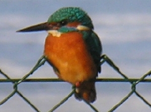 Eisvogel sitzt geklemmt auf einem Maschendrahtzaun