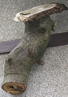 Hohler Stamm f&uuml;&auml;r Fledertiere