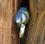 Blaumeise entsorgt Kot aus dem Nest in der Zypresse