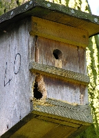 Spechtschaden